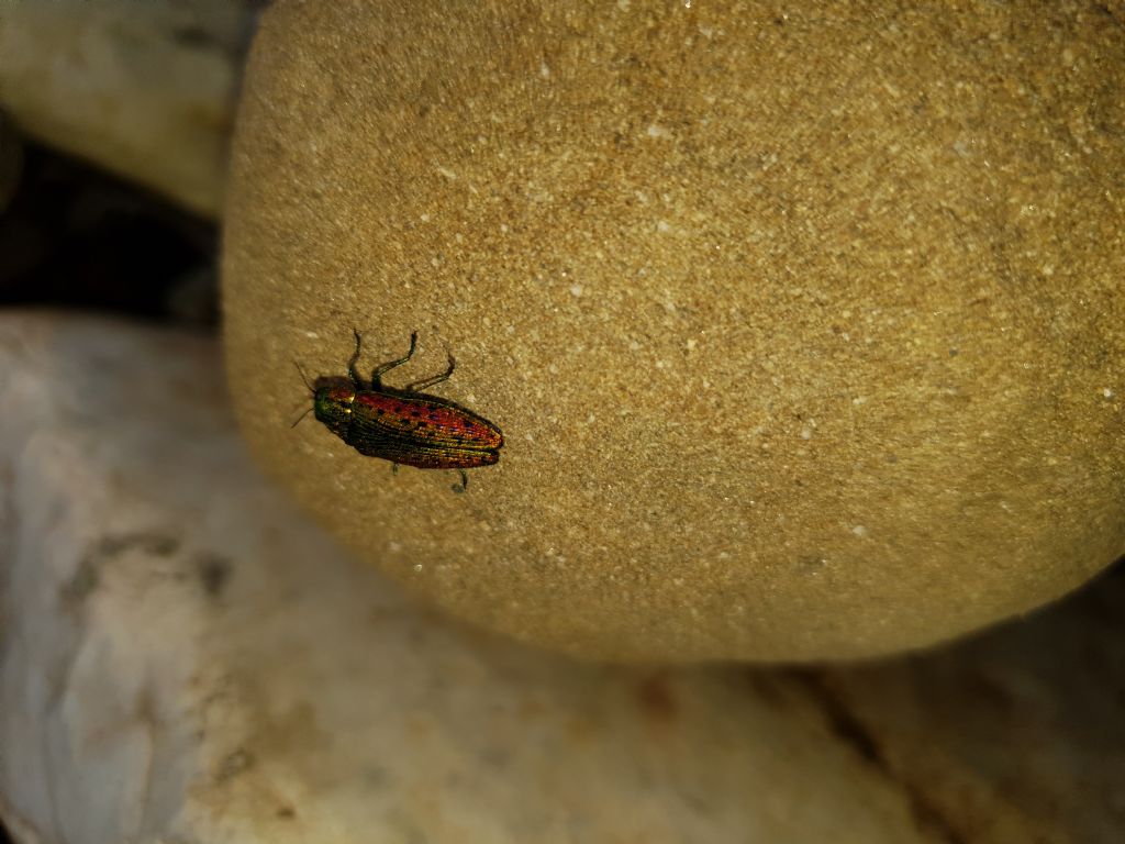 Coleottero con elitre iridescenti: Buprestidae: Lamprodila cfr. mirifica